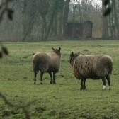 Schapen park